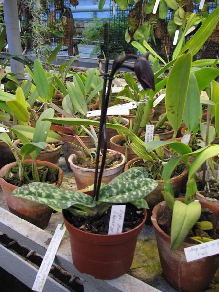 Фото орхидеи Paphiopedilum Maudiae Vinicolor 'Schwarze Madonna'