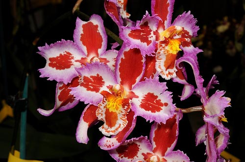 Фото орхидеи Odontioda Nichirei Sunrise x Odontoglossum crispum