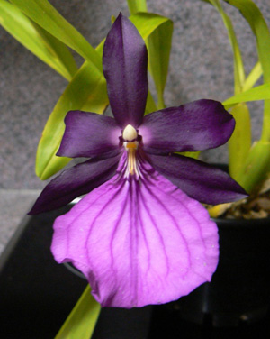 Фото орхидеи Miltonia moreliana