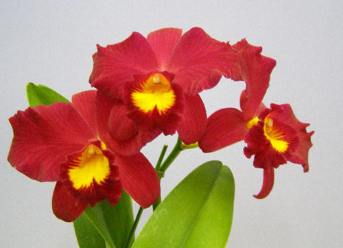 Фото орхидеи Sophrolaeliocattleya Wendy's Valentine 'June'