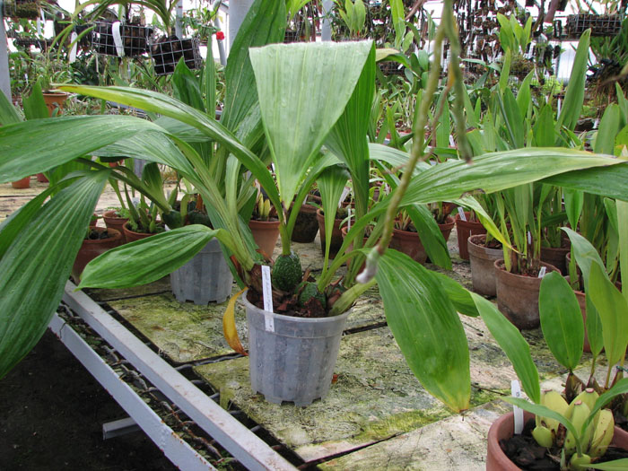 Фото орхидеи Lycaste Auburn x Highland Peak