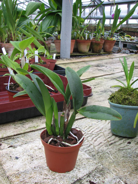 Фото орхидеи Sophrolaeliocattleya Wendy's Valentine 'June'