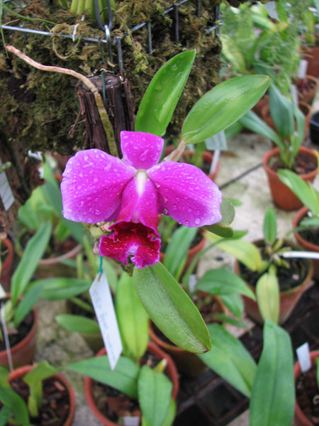 Фото орхидеи Laelia pumila 'Jungle' x SELF