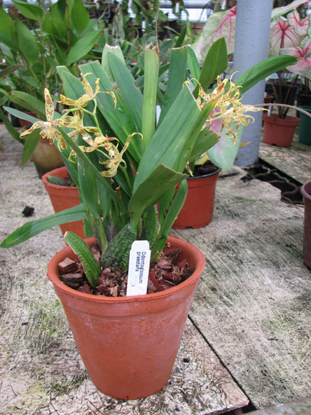 Фото орхидеи Odontoglossum praestans