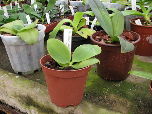 Фото орхидеи Phalaenopsis modesta