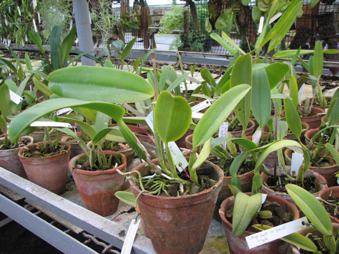 Фото орхидеи Cattleya labiata alba x Cattleya labiata roxo bispo 'Urbano'