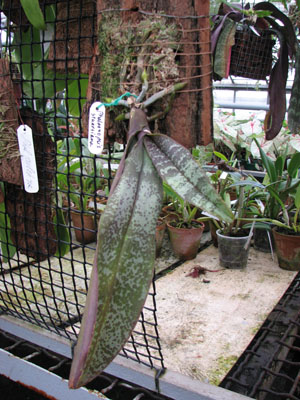 Фото орхидеи Phalaenopsis stuartiana