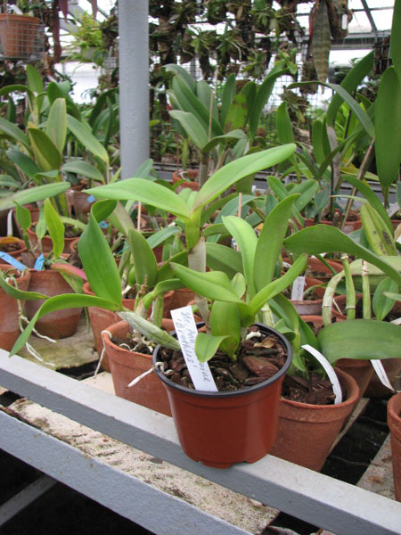 Орхидея Sophrocattleya Ann Komine 'Breathless'.jpg