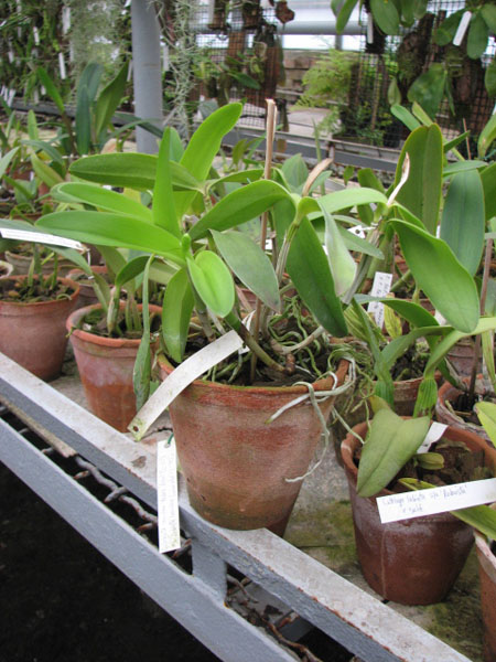 Фото орхидеи Cattleya Forbesii 'colibri' с бутонами