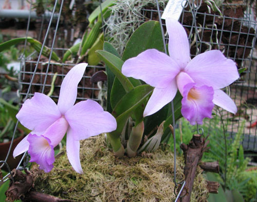 Цветение орхидеи Laelia alaorii x praestans