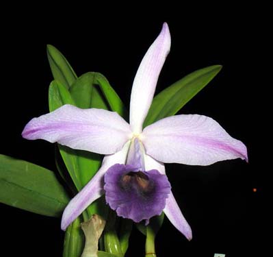 Цветение орхидеи Laeliocattleya Gaskell - Pumila 'Azure Star'