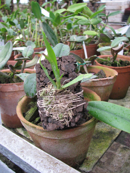 Фото орхидеи Ionopsis utricularioides.jpg