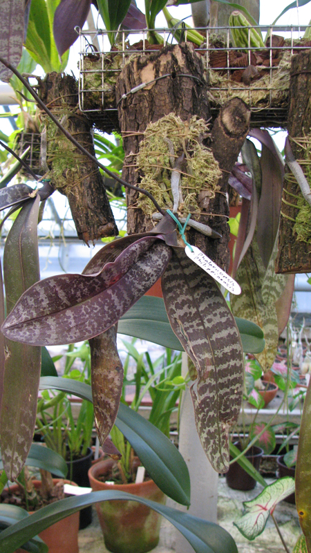 Фото орхидеи Phalaenopsis philippinensis с цветоносами