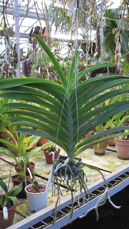 Фото орхидеи Vanda Pure's Wax 'Purplish Blue'