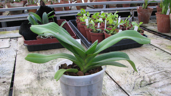 Фото орхидеи Rhynchostylis gigantea 'Orange Star'