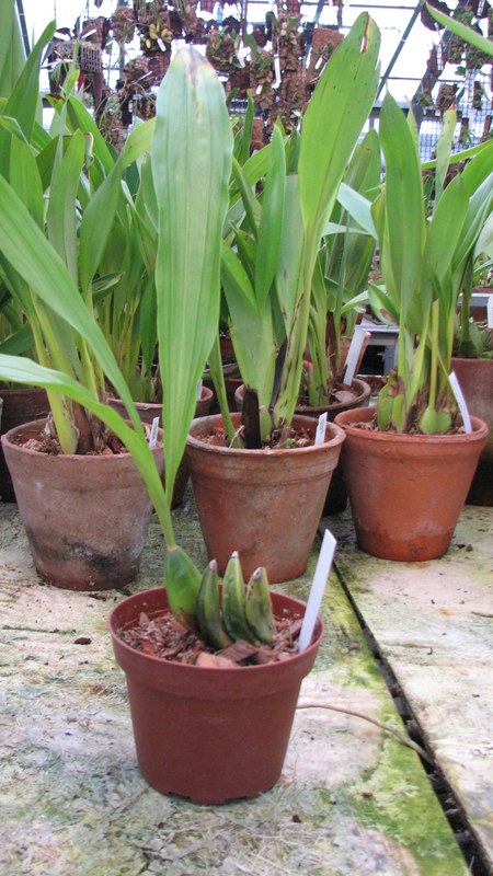 Lycaste aromatica.jpg