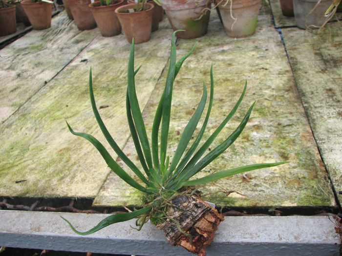 Ornithocephalus inflexus фото орхидеи.jpg