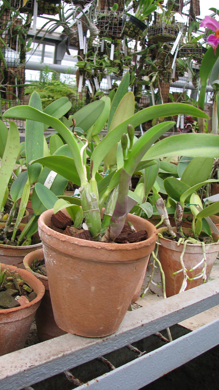 Фото орхидеи Laeliocattleya (Orglade's Glow-Love Knot) 'Hsinying'