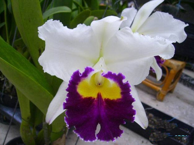 Цветение орхидеи Rhyncholaeliocattleya Li Cheng Mary 'Pearl'