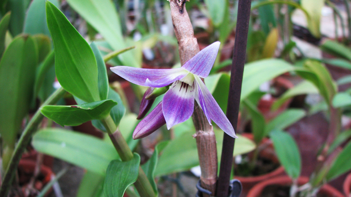 Фото орхидеи Dendrobium victoriae reginae