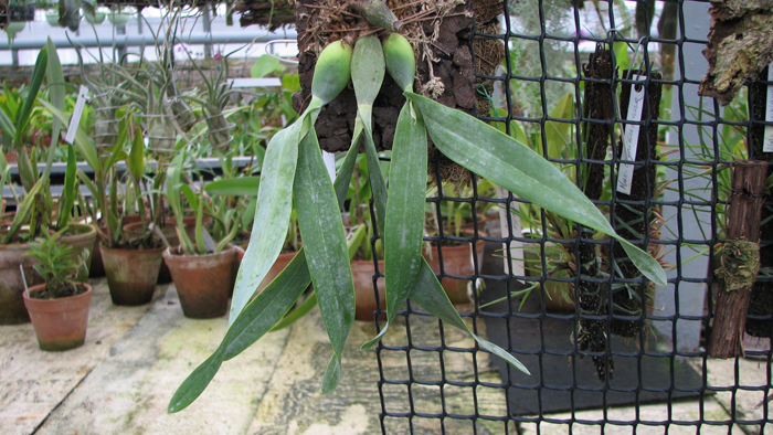Фото орхидеи Prosthechea vitellina