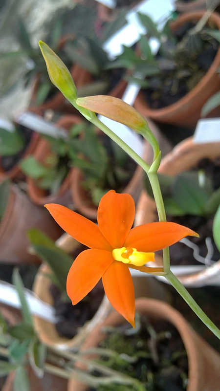 Цветение орхидеи Prosthechea vitellina в орхидейной теплице на Тираспольской 43