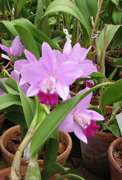 Цветение орхидеи Laeliocattleya (Orglade's Glow-Love Knot) 'Hsinying' в орхидейной теплице на Тираспольской 43