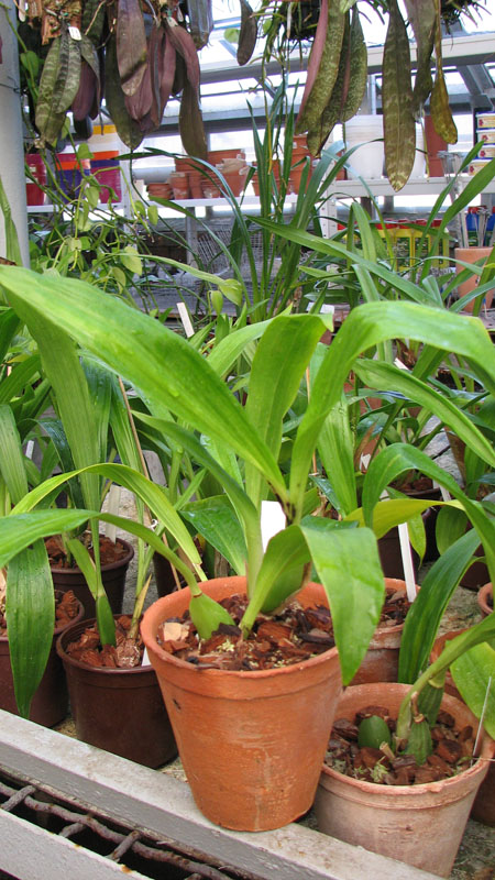 Фото орхидеи Zygopetalum Rhein Harlequin 'Cappuccino'
