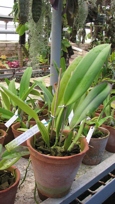 Фото орхидеи Cattleya trianae pincelada 'Taky-Huaylla' x Cattleya trianae integra orlata vinho