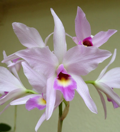 Цветение орхидеи Laelia anceps guerrero x Laelia rubescens