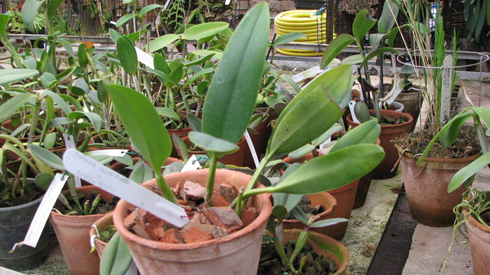 Фото орхидеи Cattleya aurantiaca x Brassavola glauca