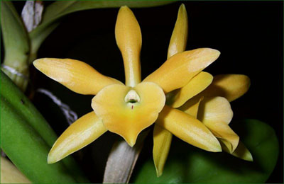 Цветение орхидеи Cattleya aurantiaca x Brassavola glauca.jpg