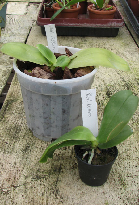 Фото орхидеи Phalaenopsis bellina