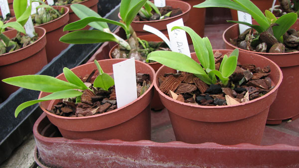 Фото орхидеи Laeliocattleya Dinard 'Blue Heaven'