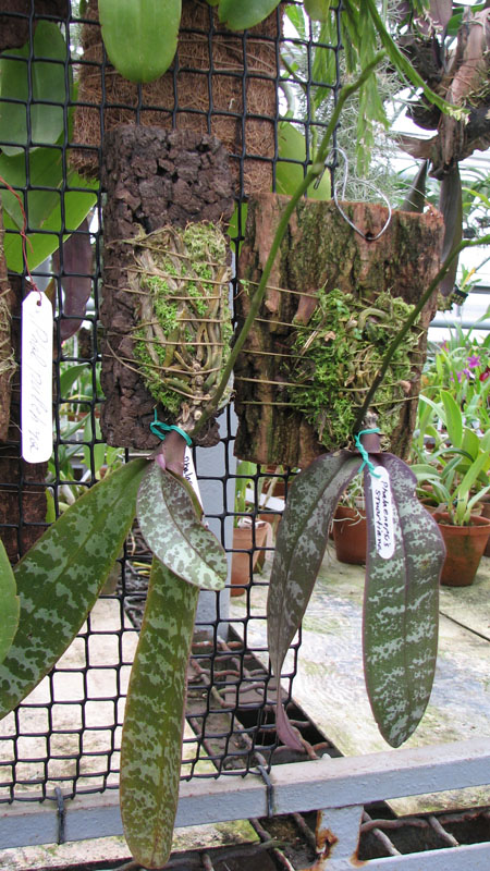 Орхидея Phalaenopsis stuartiana.jpg