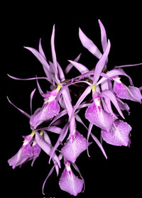 Цветение орхидеи Encyclia adenocaula