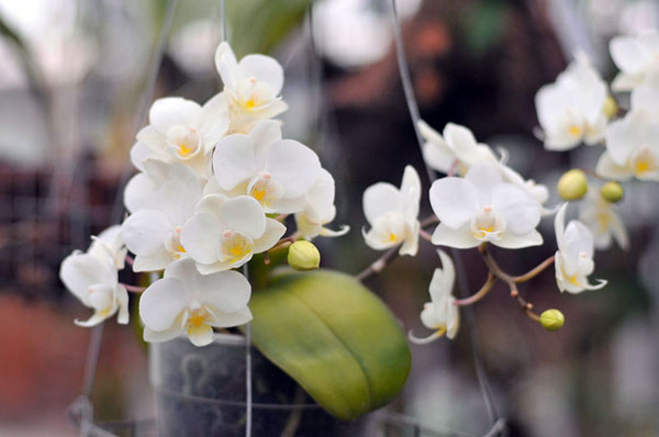Phalaenopsis hybrid миниатюрный белый фото.jpg