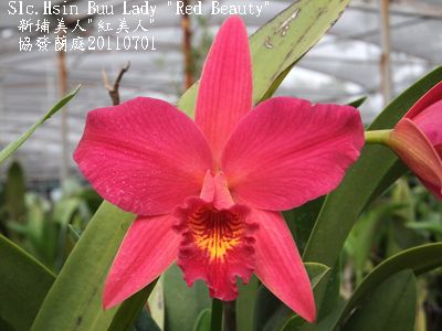 Цветение орхидеи Sophrolaeliocattleya Hsin Buu Lady 'Red Beauty'