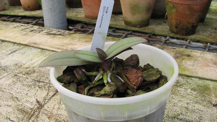 Фото орхидеи Doritis pulcherrima