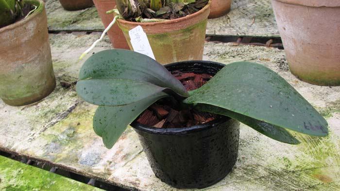 Фото орхидеи Doritaenopsis Joy Angel Voice 'Splendid'