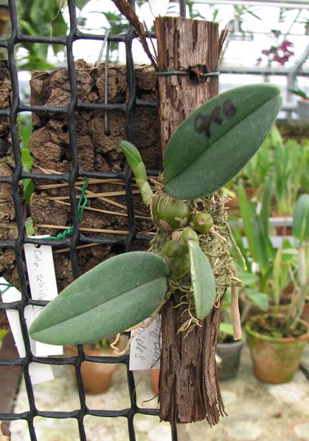 Фото орхидеи Bulbophyllum bootanoides