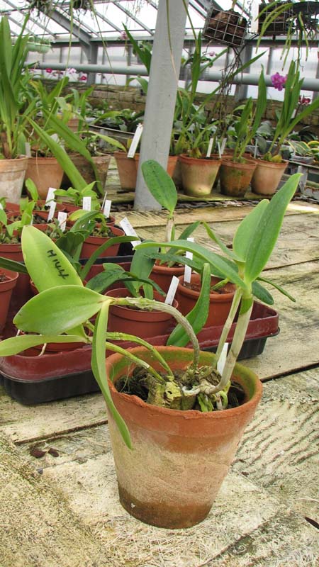 Фото орхидеи Cattleya Walkerinter
