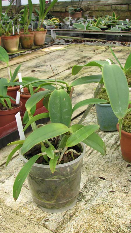 Фото орхидеи Cattleya Walkerinter fma. coerulea