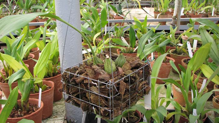 Фото орхидеи Stanhopea tigrina