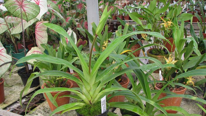 Фото орхидеи Phragmipedium bessae x sergentianum