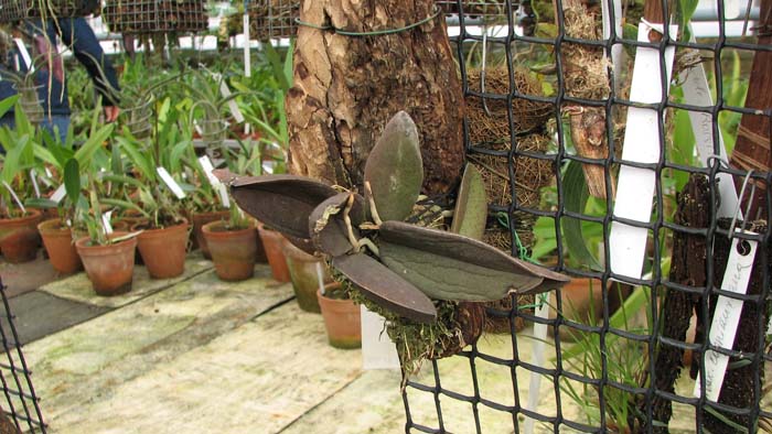 Фото орхидеи Trichocentrum tiqrinum