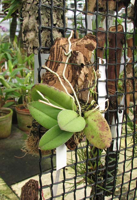 Фото орхидеи Trichocentrum albococcineum