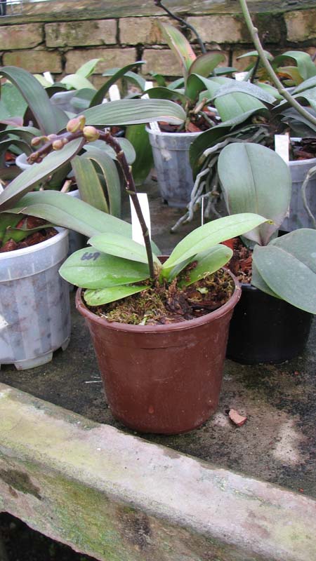 Фото орхидеи Phalaenopsis Liu's Rainbow 'ORCHIS' с бутонами