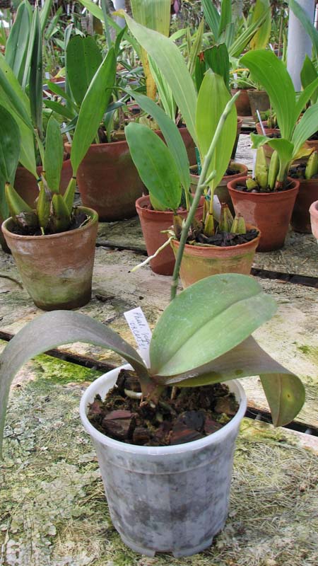 Фото орхидеи Phalaenopsis Sogo Cake с цветоносом