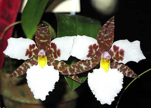 Цветение орхидеи Rhynchostele rossii